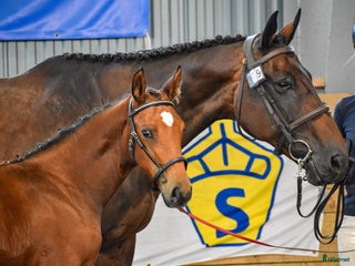hästar Premieföl med 9 i exteriör, stark hoppstam i Kisa - Annons 16