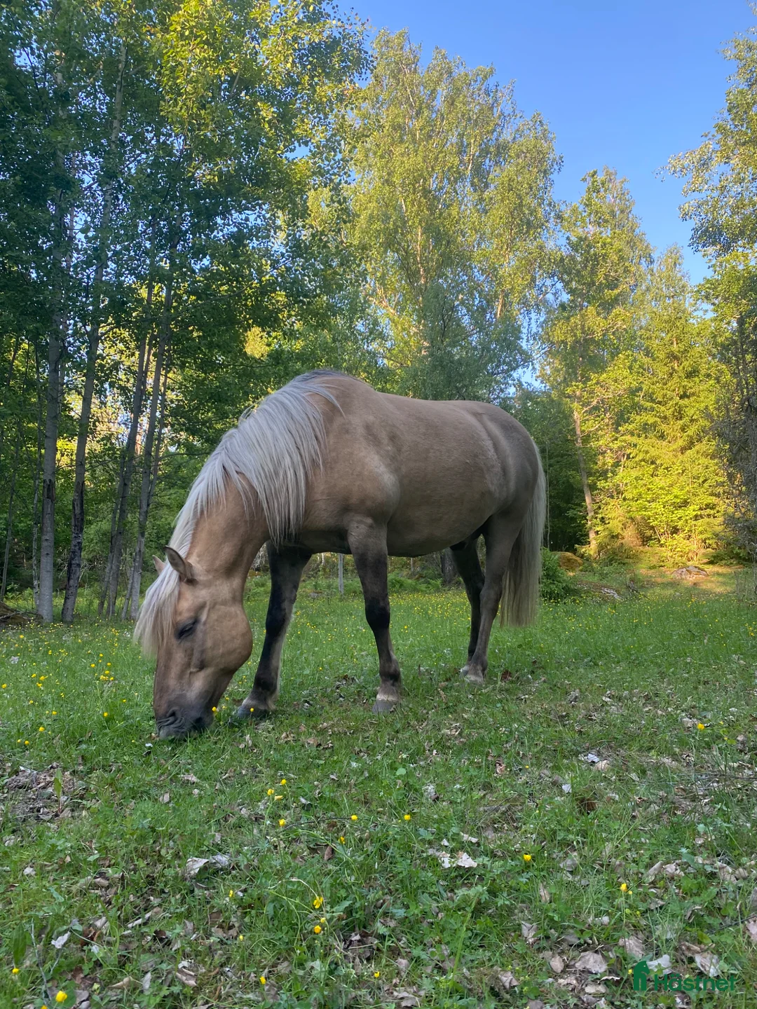  medryttarhäst finnes: Medryttare sökes  i Eskilstuna - Annons 1
