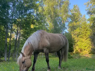 medryttarhäst finnes: Medryttare sökes - Annons 1