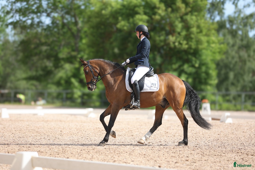 Dressyr hästar till salu: FEI-ponny med power under hovarna i Nacka - Annons 2