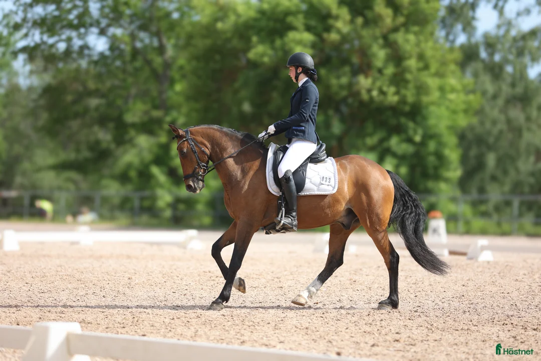 Dressyr hästar till salu: FEI-ponny med power under hovarna i Nacka - Annons 2