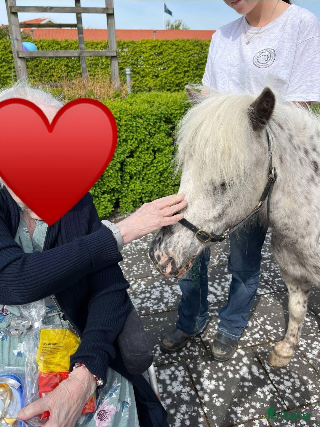 Allround hästar till salu: Trygg ponny i Frillesås - Annons 2