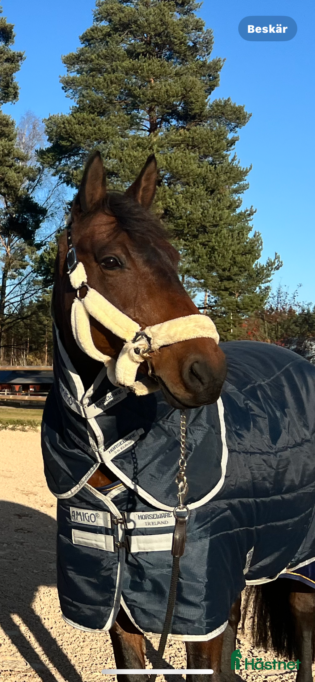 Hoppning hästar till salu: Topphäst Children/Junior Prissänkt! i Västra Frölunda - Annons 7