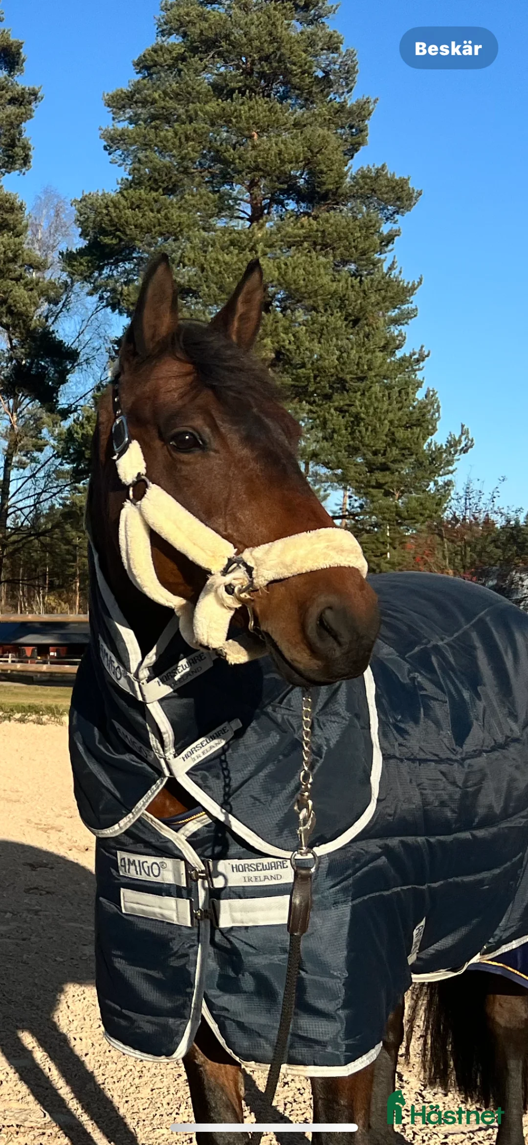 Hoppning hästar till salu: Topphäst Children/Junior  - Annons 7