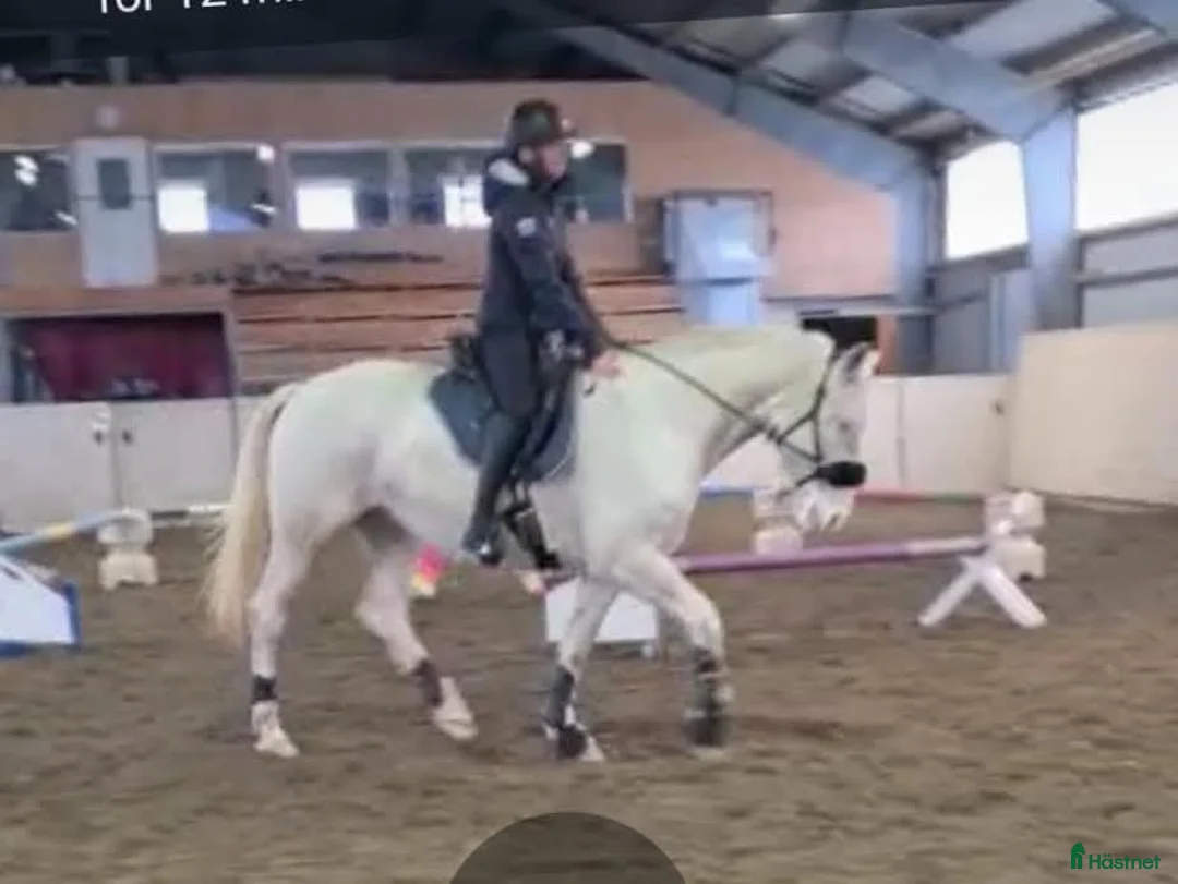 Övrigt hästar sökes: Intresse för byte? - Annons 2