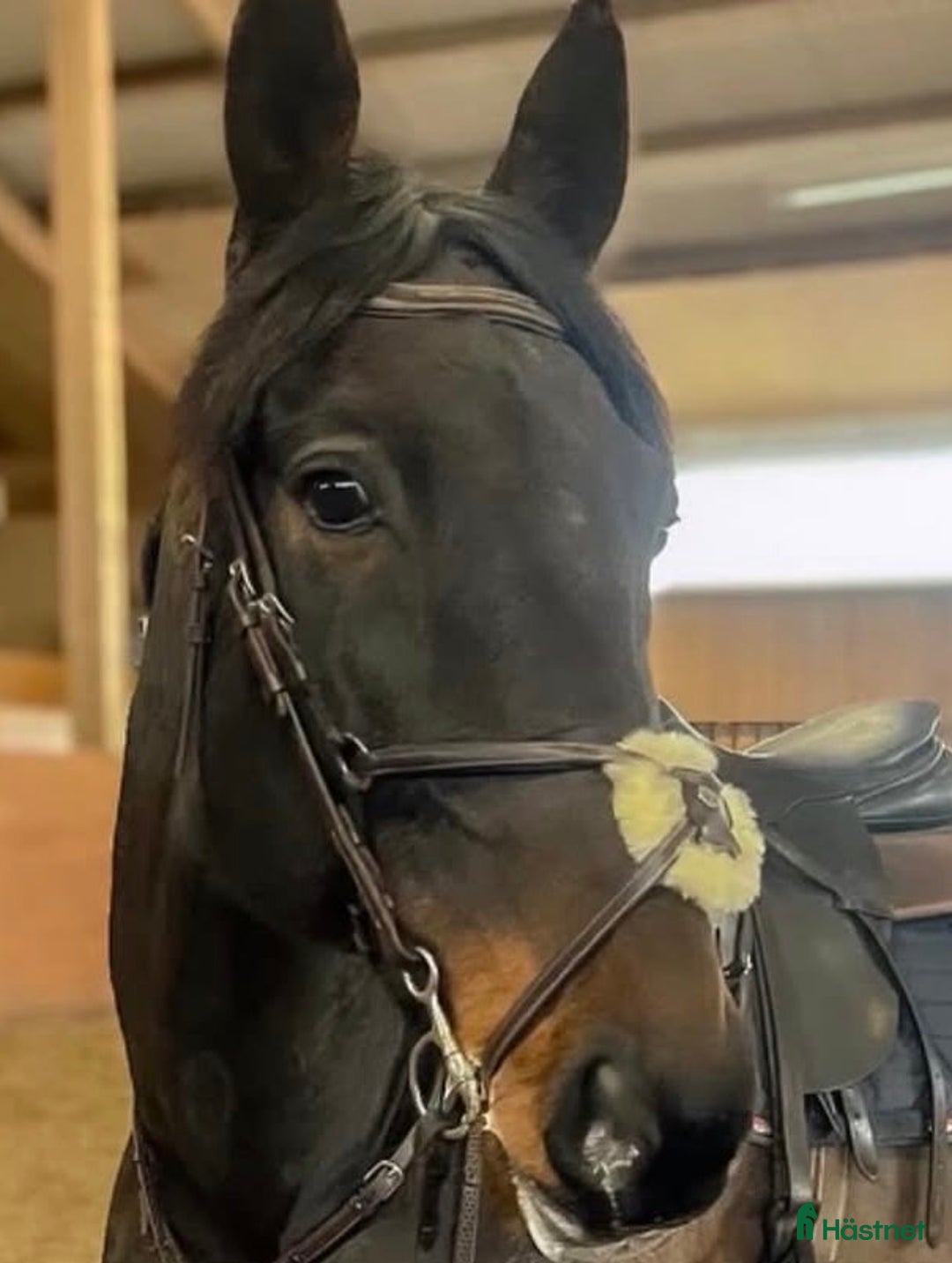 Träns hästutrustning till salu: Antaresträns i nyskick i Hova - Annons 2