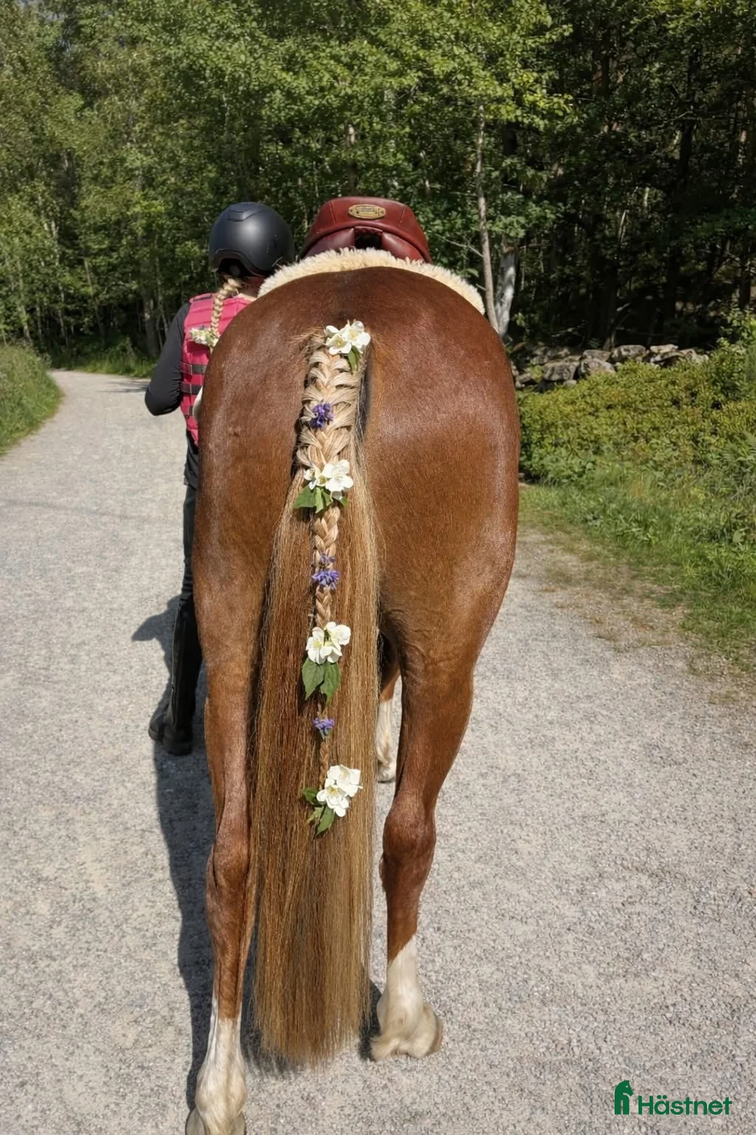 Allround hästar till salu: Snygg Welsh partbred - Annons 8