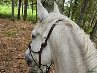 stallplats 1 plats kvar i Lösdrift lindome - Annons 1