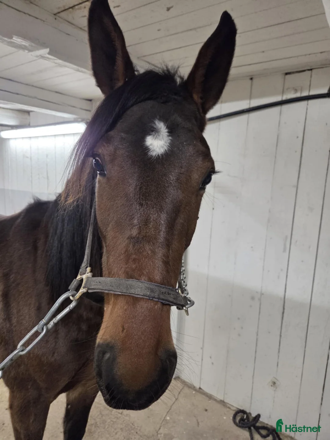 Trav hästar till salu: Honey Nou 2 år - Annons 3