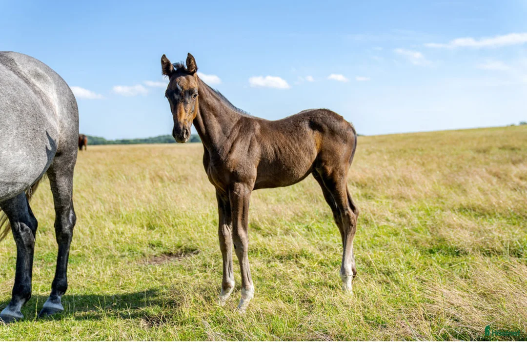 Hoppning hästar till salu: Fantastiskt premieföl för framtiden i Klågerup - Annons 3