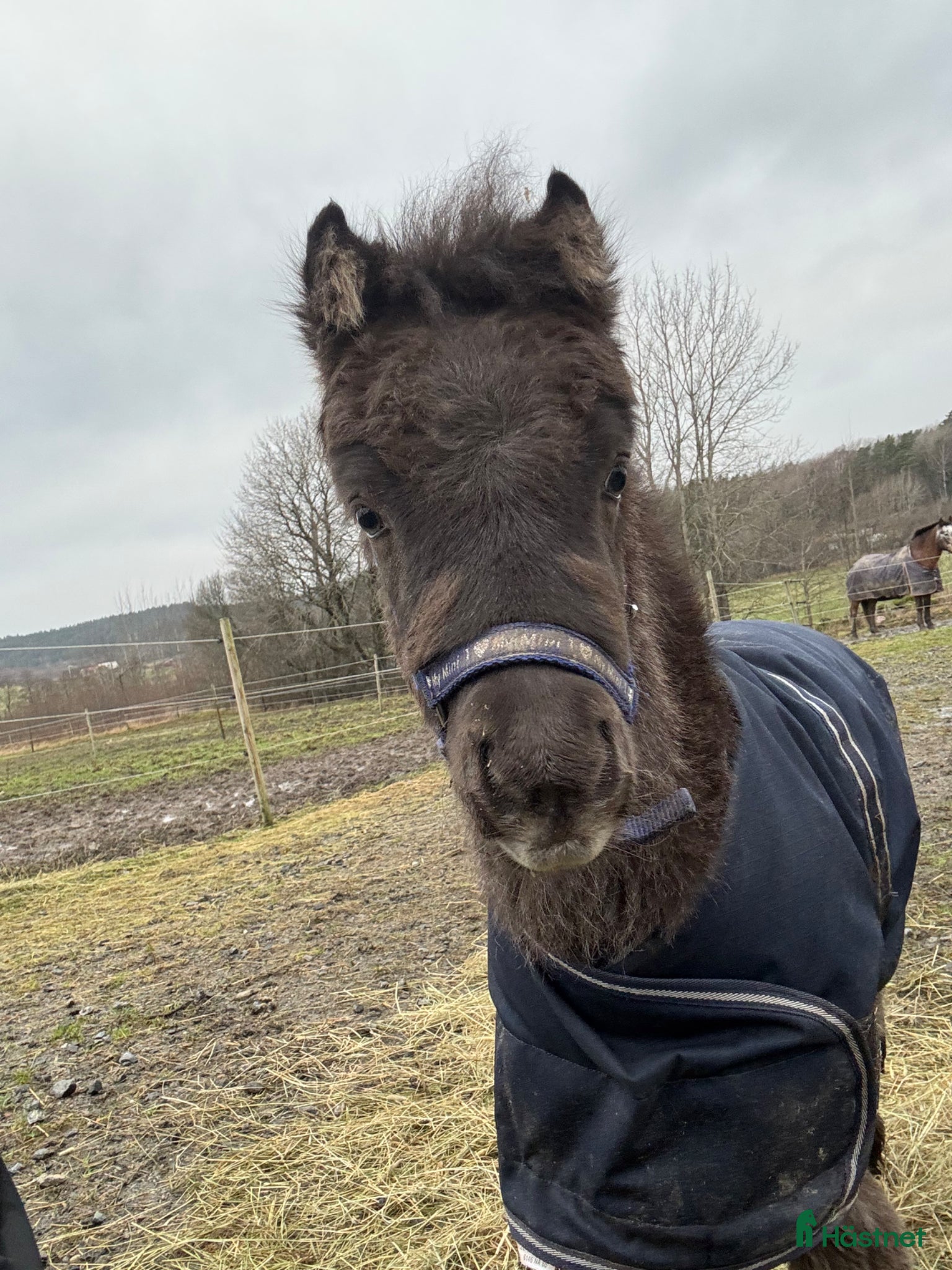  hästar 🌟 Vilja – liten ponny med stort hjärta 🌟 - Annons 2