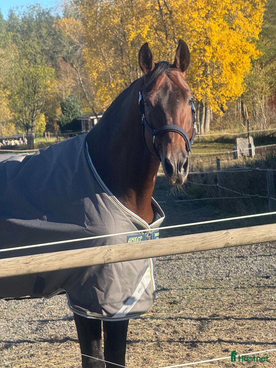  hästjobb finnes: Timmar i stall - Annons 1