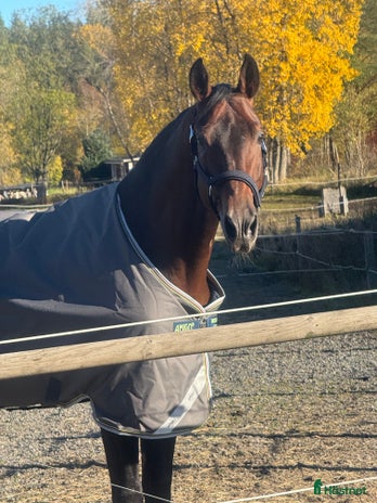 hästjobb i Jönköping - Annons 14