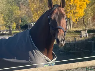 hästjobb finnes: Timmar i stall - Annons 3