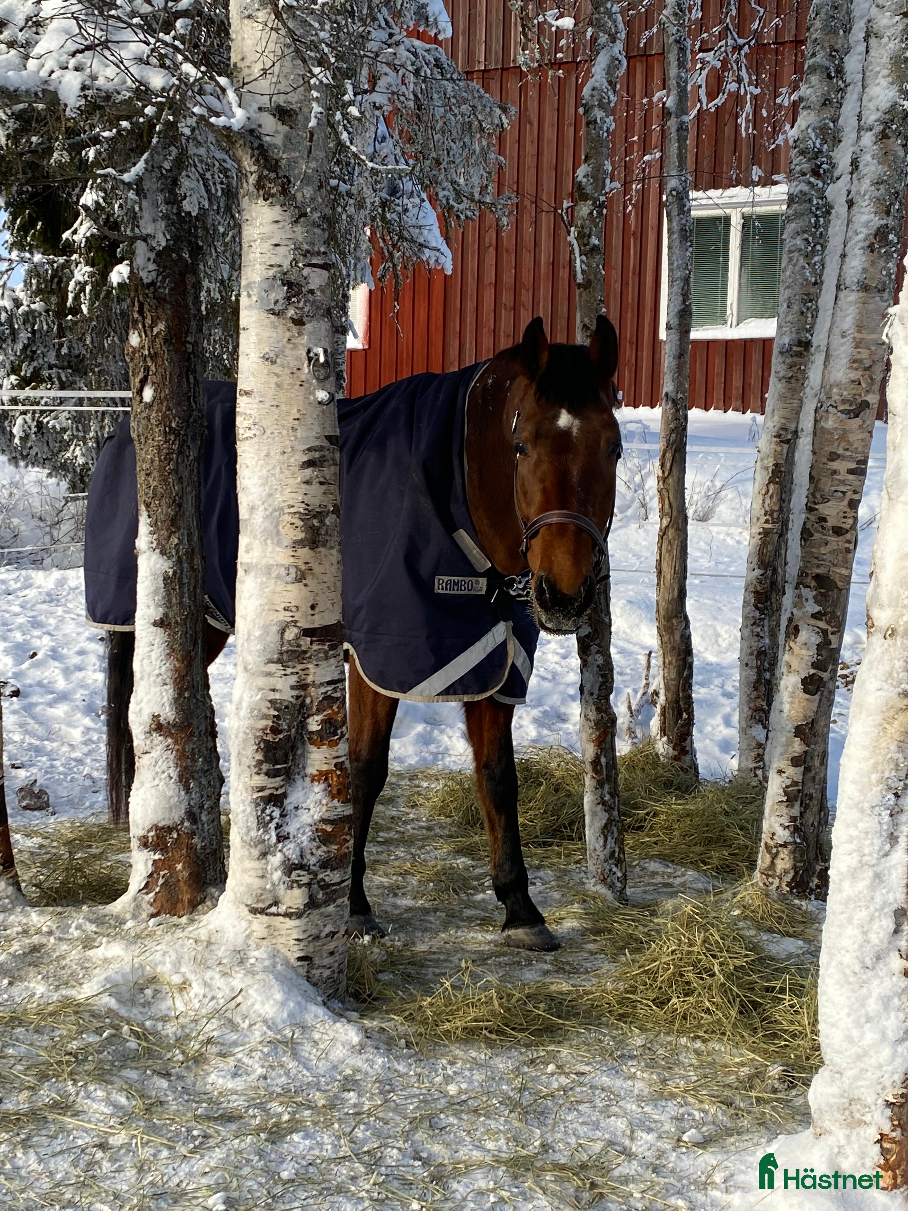  hästar Swb valack  - Annons 10