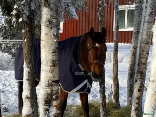 hästar Swb valack - Annons 10