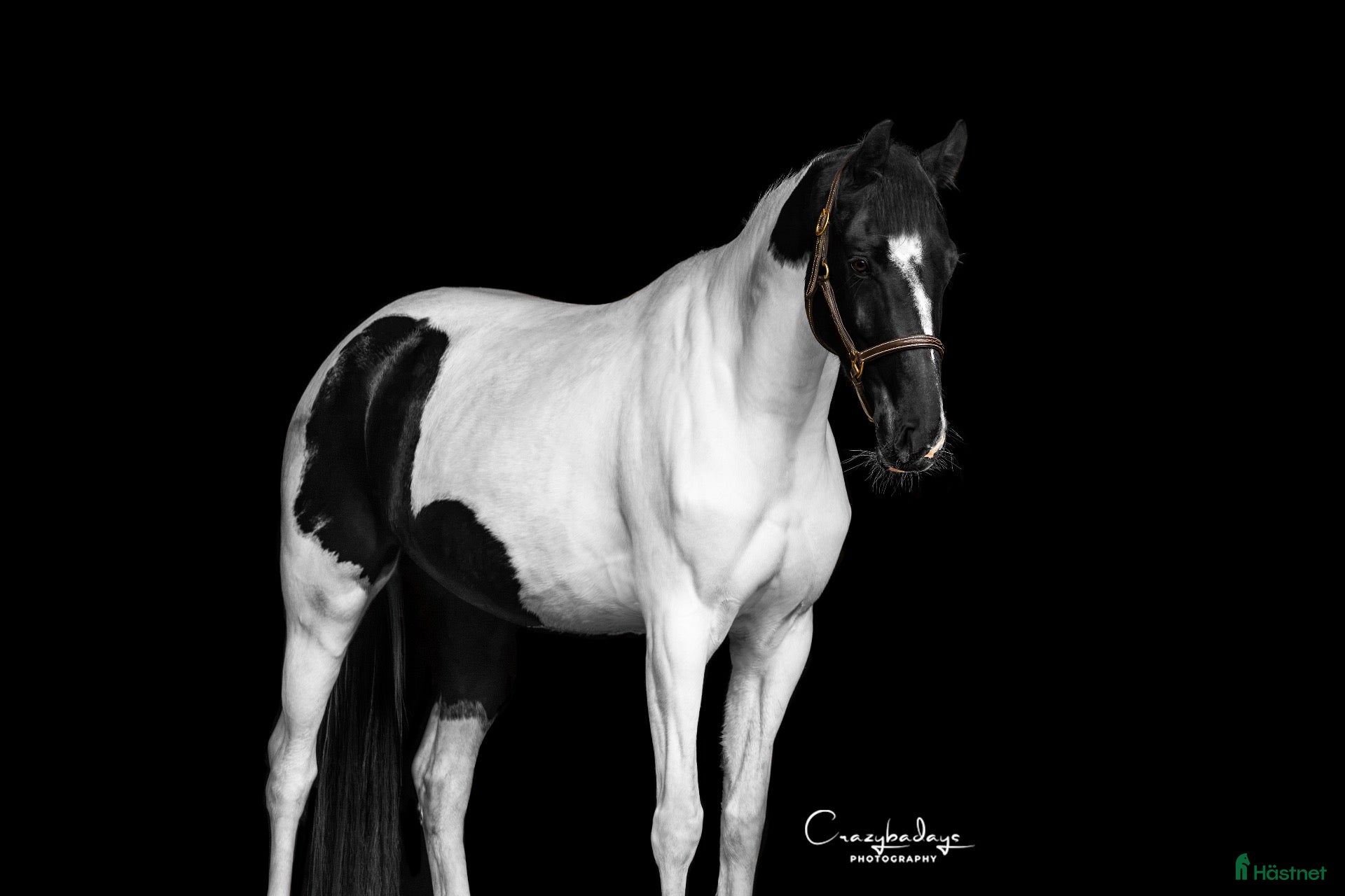 hästar Amazing tobiano mare! RESERVATION - Annons 1