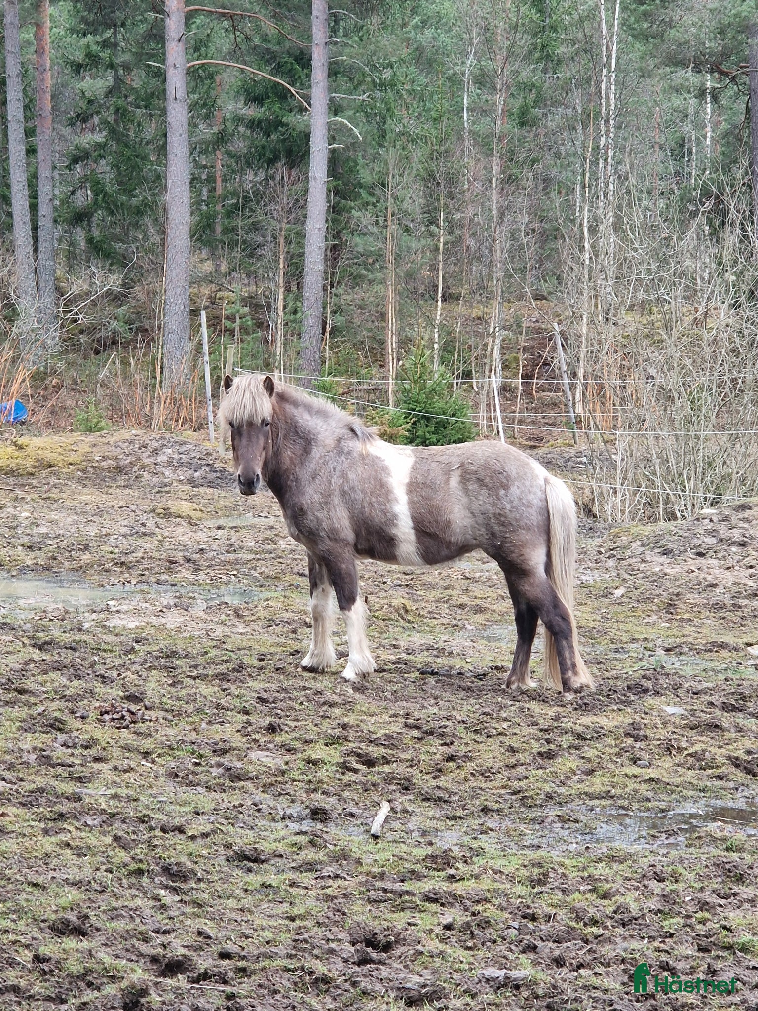  hästar Säljes/bytes - Annons 23