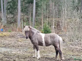 hästar Säljes/bytes - Annons 23