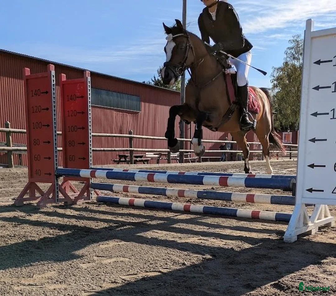Allround hästar till salu: Maxad B-ponny – Freebirds Foxy Lady - inkl sadel i Värnamo - Annons 3