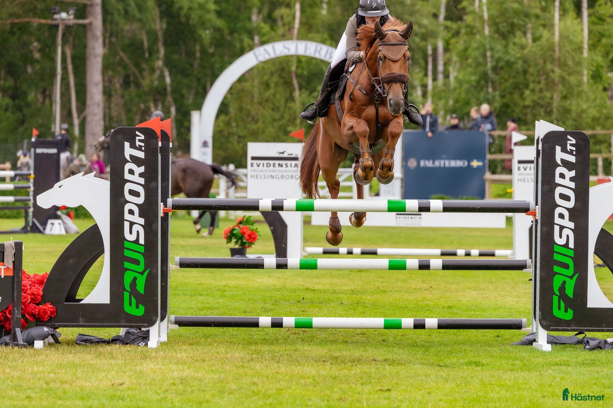 Hoppning hästar till salu: Super fin 6 åring , gått Falsterbo - Annons 2