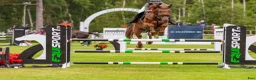 Hoppning hästar till salu: Super fin 6 åring , gått Falsterbo i Sala - Annons 1