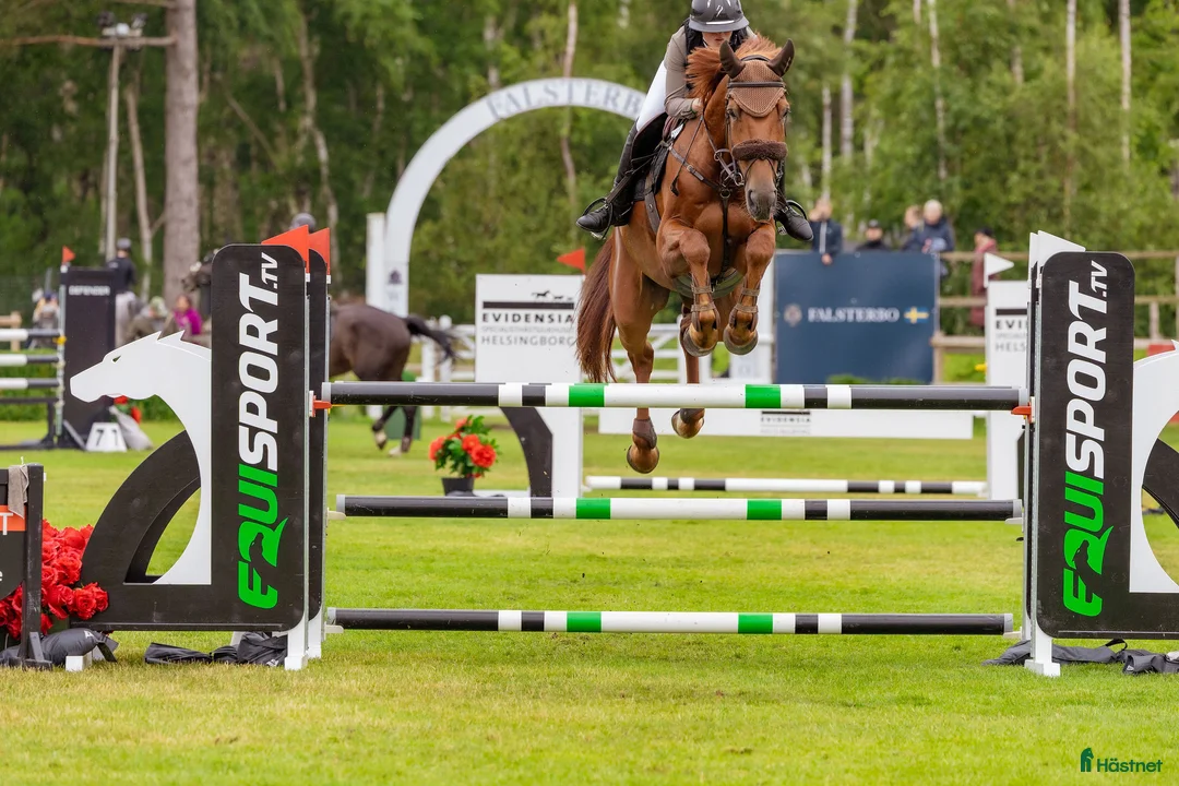 Hoppning hästar till salu: Super fin 6 åring , gått Falsterbo i Sala - Annons 1