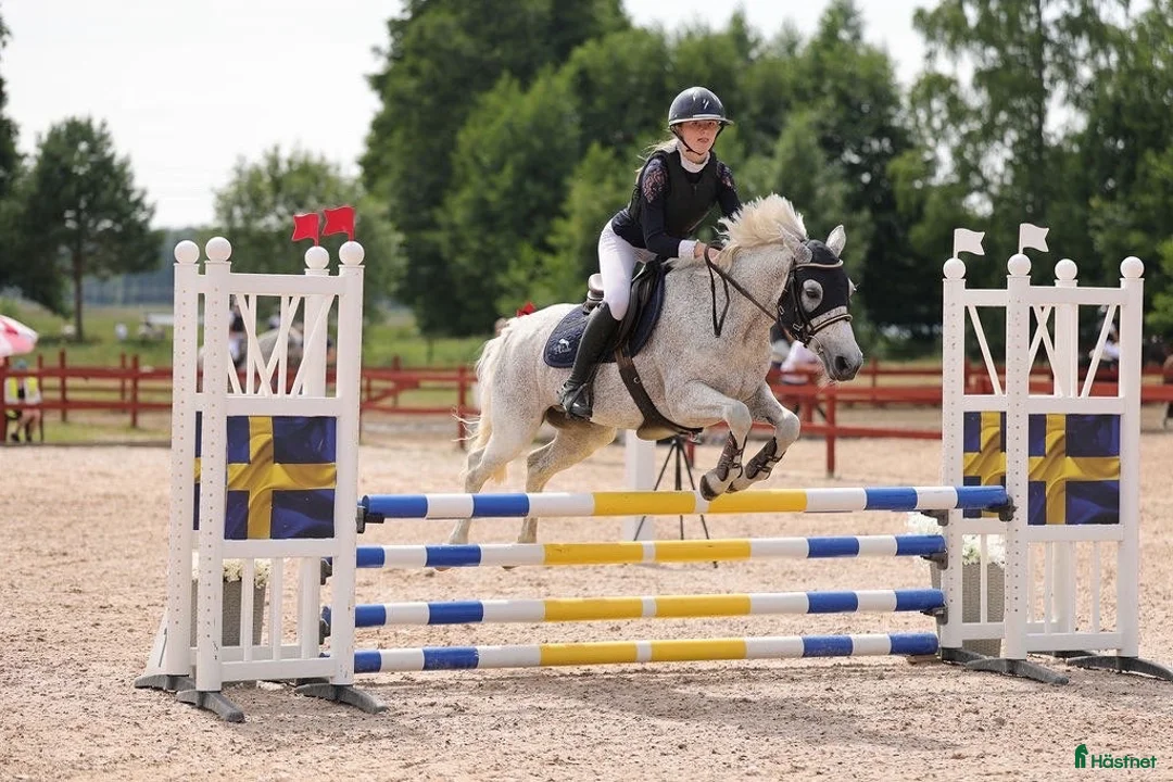 Hoppning hästar till salu: Perfekt bästavän att ha roligt med  - Annons 2