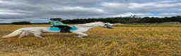  medryttarhäst finnes: Medryttare till b-ponny sökes, Dalby Uppsala. i Uppsala - Annons 3