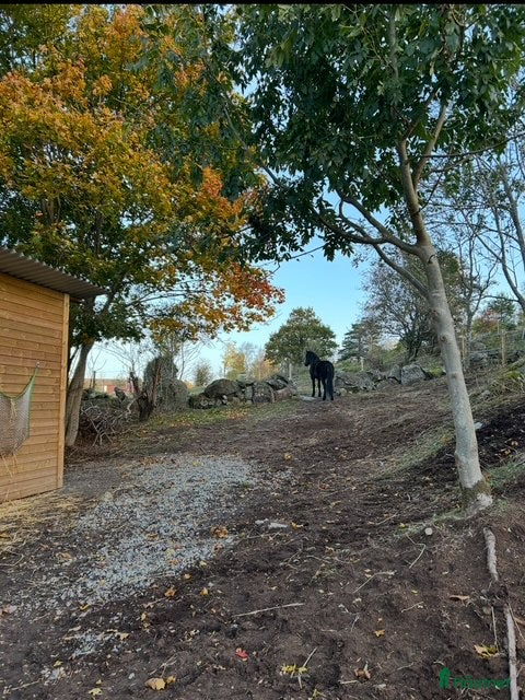  medryttarhäst finnes: Letar efter en go medryttare  i Onsala - Annons 1