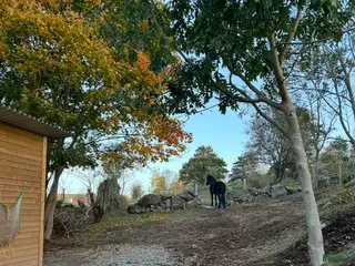 medryttarhäst finnes: Letar efter en go medryttare i Onsala - Annons 1