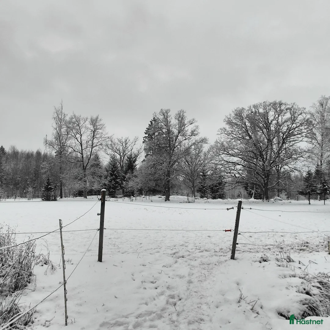  hästservice finnes: Helinackordering  - Annons 3