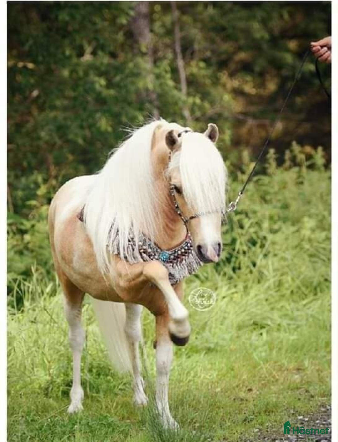 Övrigt hästar till salu: Amerikanskt Miniatyr Sto  i Långås - Annons 4