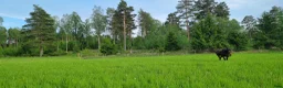  stallplats finnes: Hingstbete - Annons 1