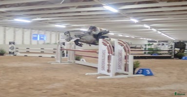  hästar Framtidslöfte i Ulricehamn - Annons 11