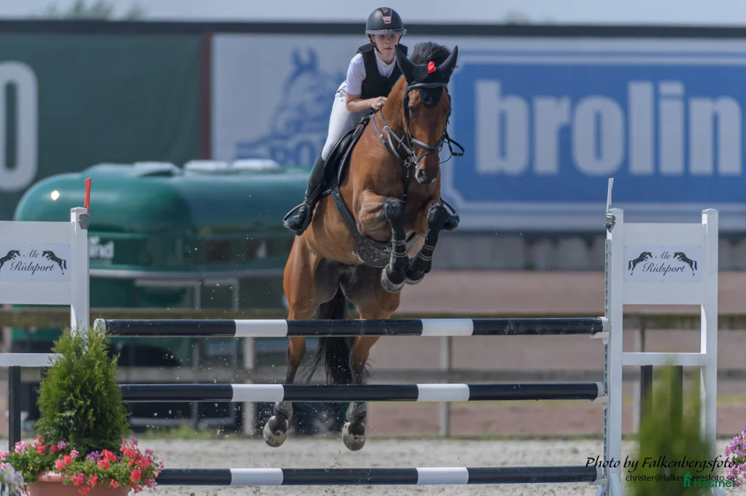 Hoppning hästar till salu: Topphäst Children/Junior  - Annons 4