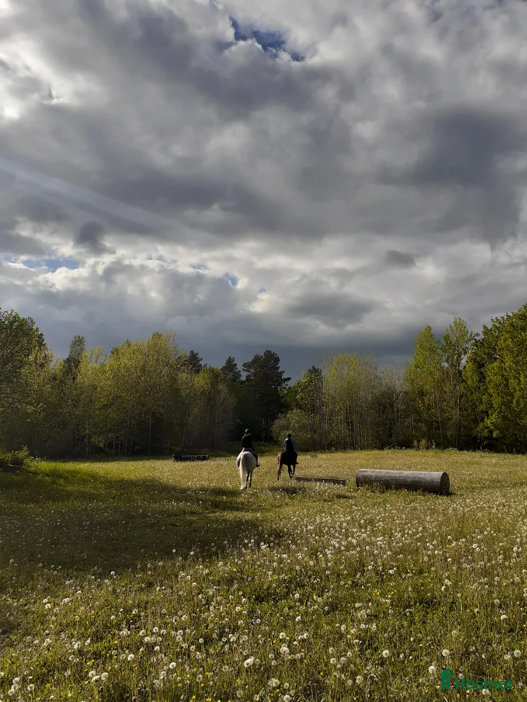  stallplats finnes: Lösdrift där hästar får vara hästar. i Tjällmo - Annons 13