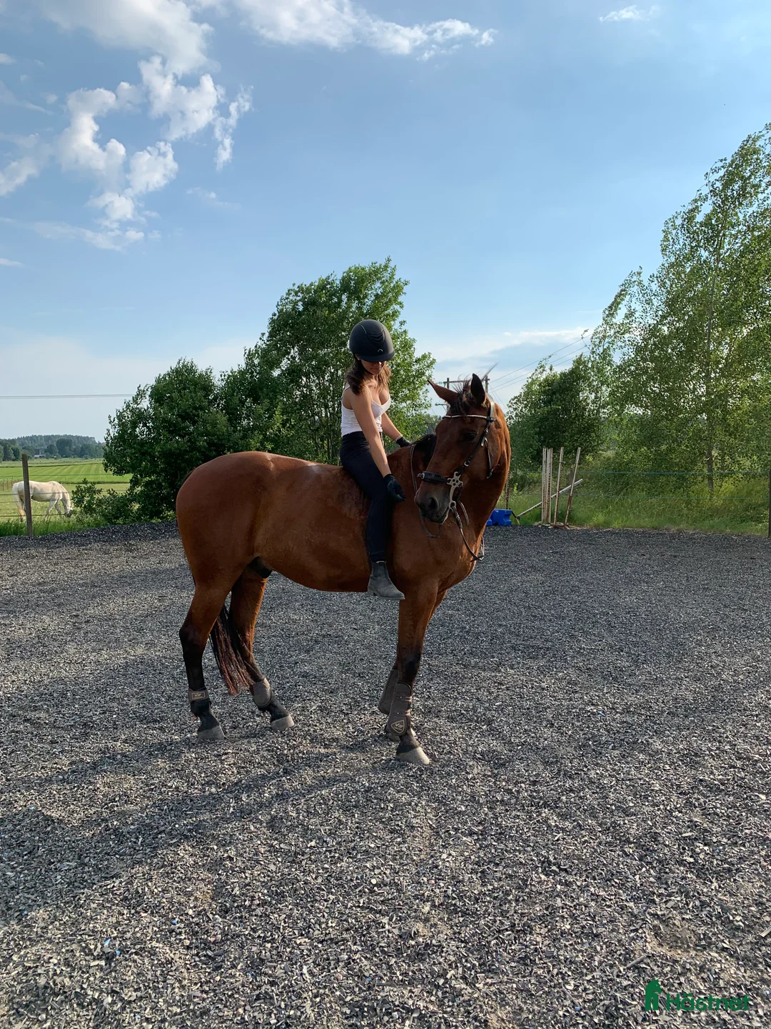 Allround hästar till salu: En go häst att göra lite av varje med i Vallentuna - Annons 2