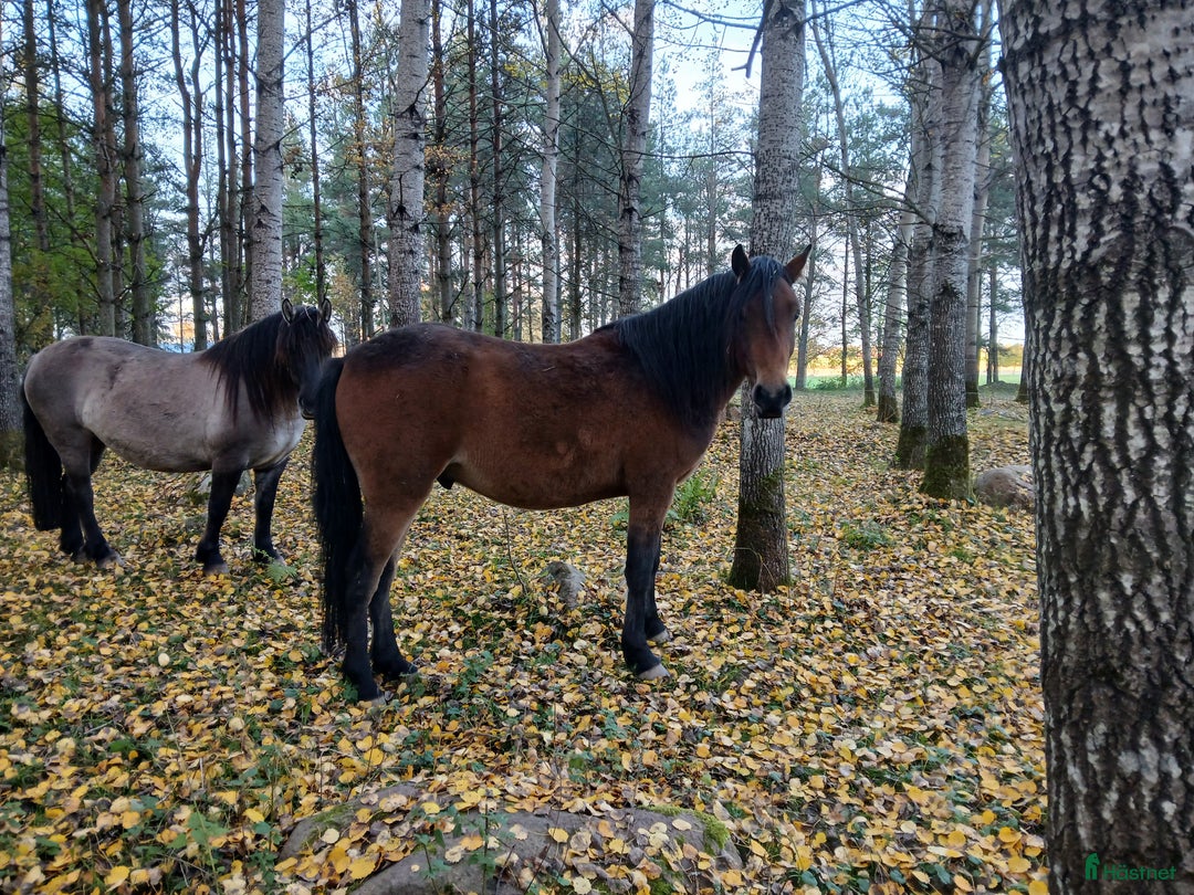 Allround hästar till salu: Kigermustang Säljes alt Bytes  i Vedum - Annons 2