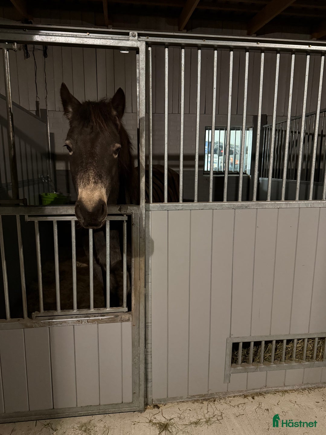 Allround hästar till salu: Svenskfödd Connemara valack EJ inriden i Nässjö - Annons 3