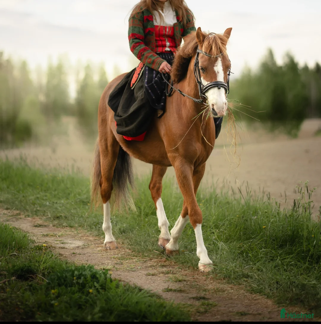 Allround hästar till salu: Nexis Xanté - Annons 3
