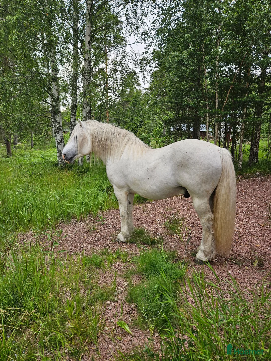 Körning hästar till salu: Nordsvensk brukshäst hingst i Grisslehamn - Annons 3