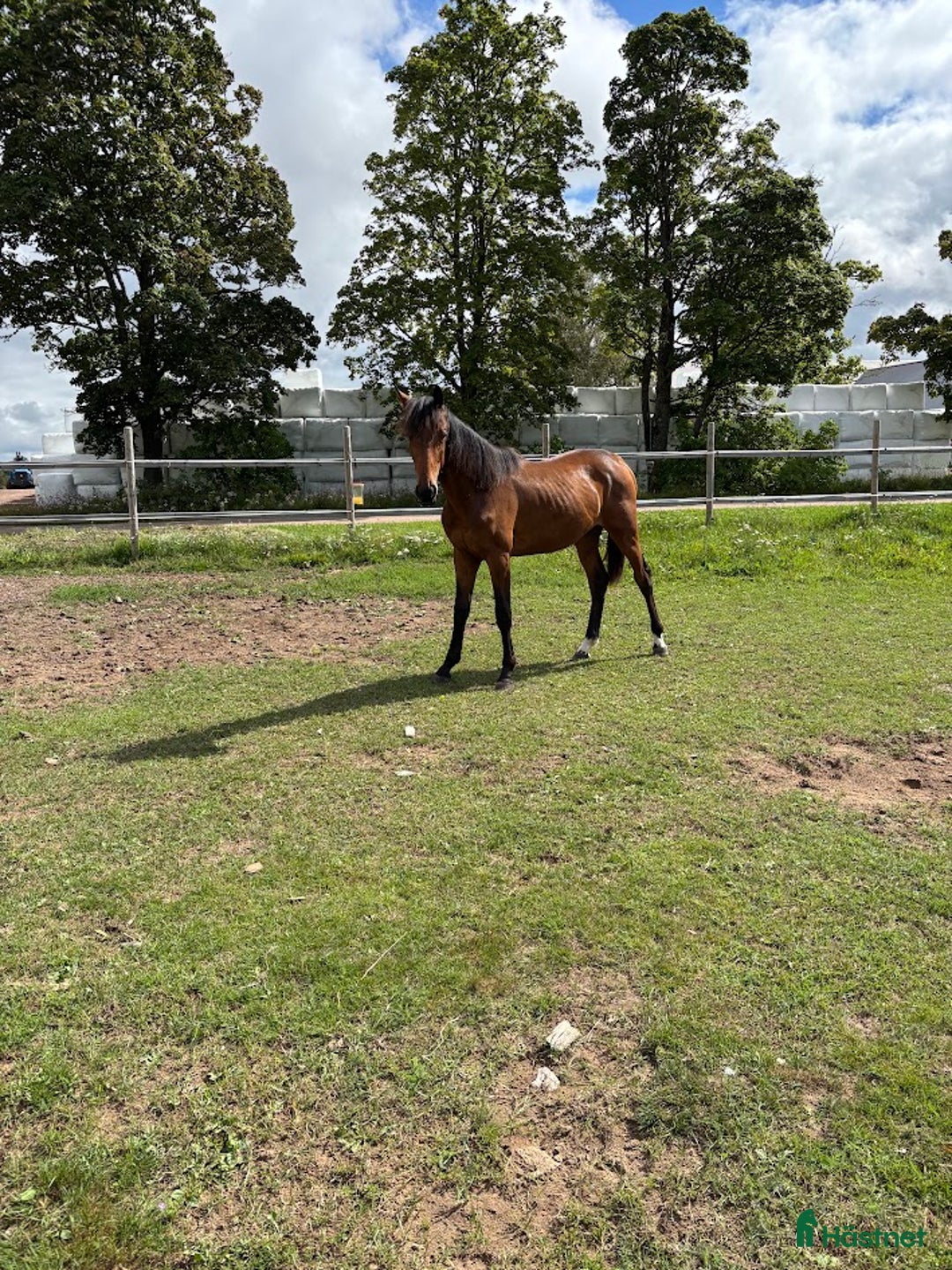 Hoppning hästar till salu: Lovande 1 åring i Hova - Annons 5