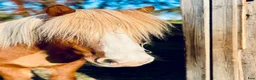  foderhäst finnes: Fodervärd sökes till Vidar 🐴 i Helsingborg - Annons 2