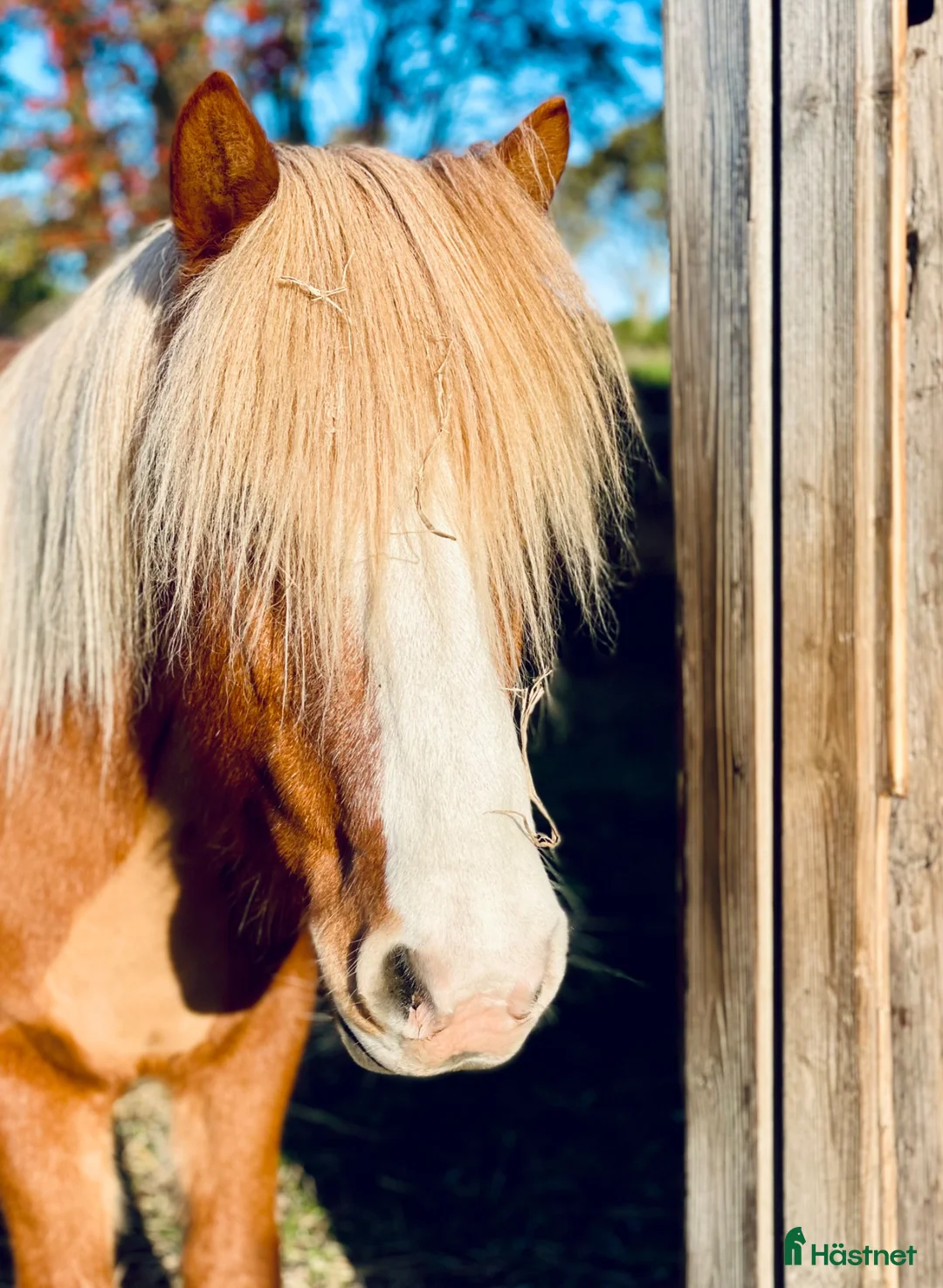  foderhäst finnes: Fodervärd sökes till Vidar 🐴 i Helsingborg - Annons 2