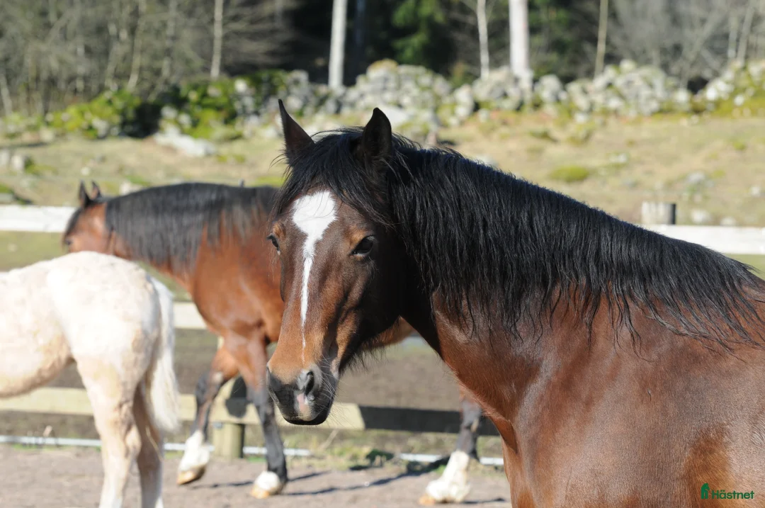 Avelshästar hästar till salu: Welsh Cob diplom sto - Annons 2