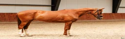 Allround hästar till salu: Beautiful 5yo trakehner mare  - Annons 4