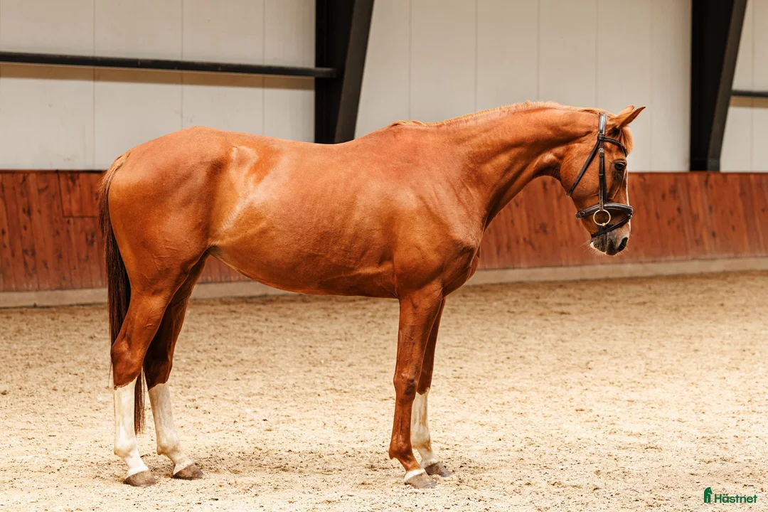 Allround hästar till salu: Beautiful 5yo trakehner mare  - Annons 4