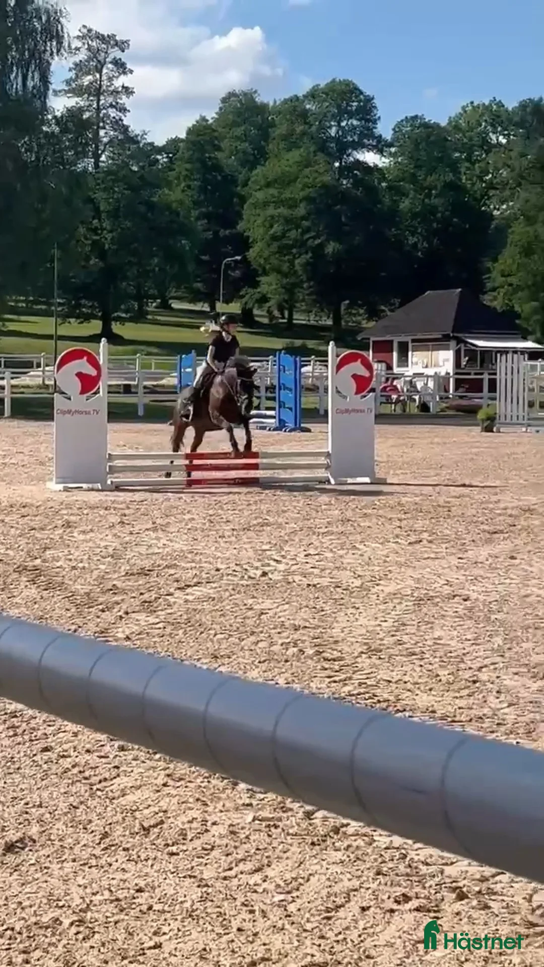 Allround hästar till salu: Fint russto - Annons 3