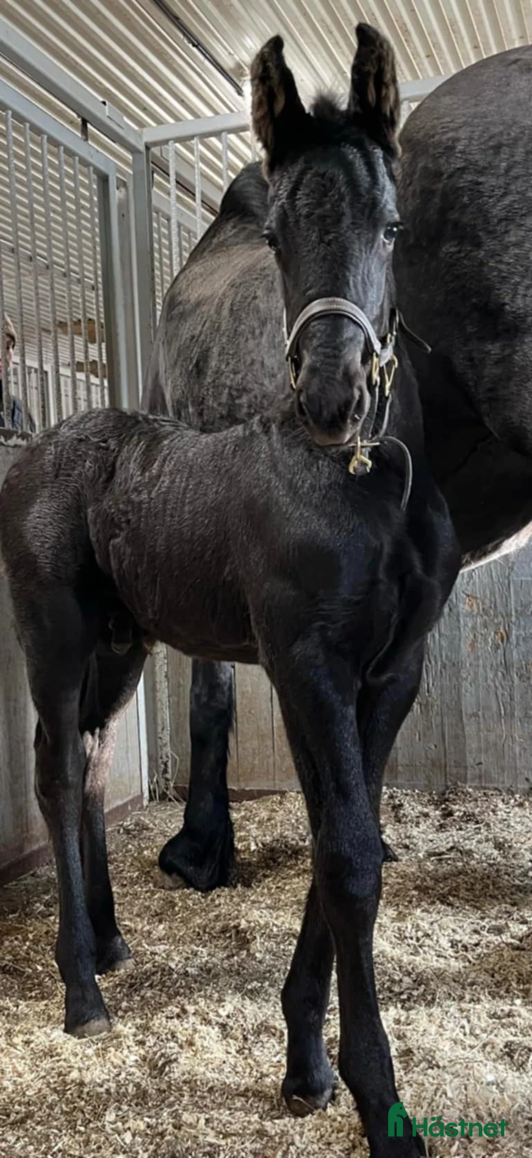 Dressyr hästar till salu: Daryan - lovande framtida sportstjärna - Annons 5